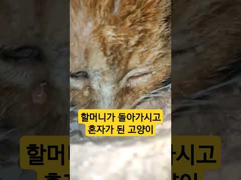 눈물을 뚝뚝 흘리며 먹는 고양이..