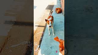 golden retriever moment #fuunydog #streetdog #animals #doglove #goldenretriever