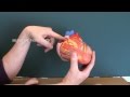Heart Anatomy and Function Assessment