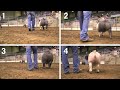 Hog Classification and Evaluation