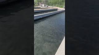 Filmore hatchery #fish #hatchery #filmore