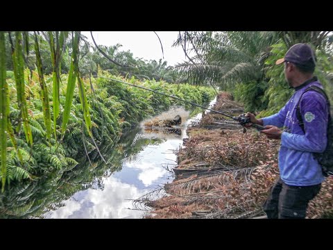 Parit Kecil Dikuasai Ikan Toman Usil 😂