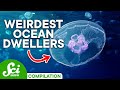 Unique Adaptations of Deep-Sea Creatures