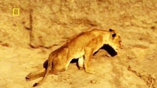 Lion Cubs paralyzed: Call For Help