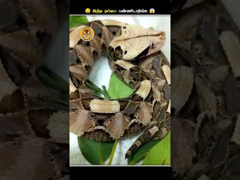 தப்பித்தவறிகூட இந்த Cute ஆன பாம்பு கிட்ட போய்டாதிங்க || Gaboon Viper || Animal Voiceover Tamil