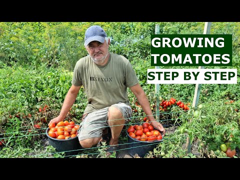 How to Get a Great Harvest of Tomatoes - My Experience