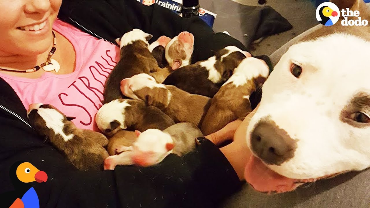 Pit Bull Dog Mom Brings Puppies To Foster Mom PUPPY ADOPTION UPDATE