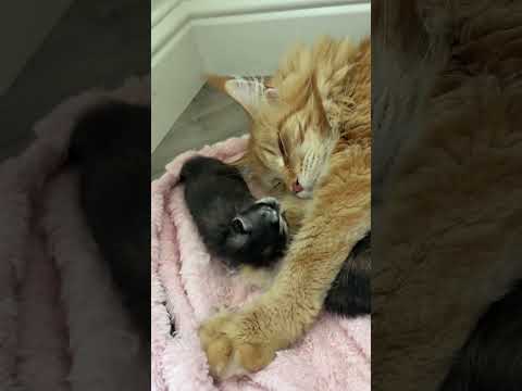 The best mom ever 🤍 #mainecoon #kitten #mainecoonkitten #catlovers #cat