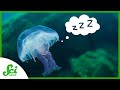 Understanding Sleep Across Species
