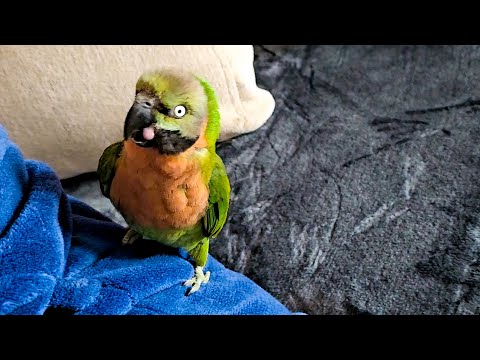 My Moustached Parakeet KICKS Petsitter OFF THE COUCH! 🦜 | #parakeet #parakeets