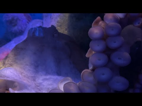 Octopus Live