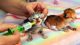Syringe feeding newborn kittens - a rescue mission for survival