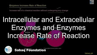 Intracellular and Extracellular Enzymes and Enzymes Increase Rate of Reaction