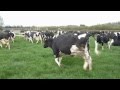 Exciting Day for the Cattle