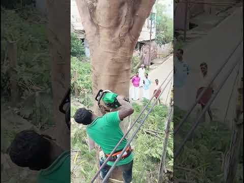 Sabarinatha tree cutter pattukkottai 8072635013