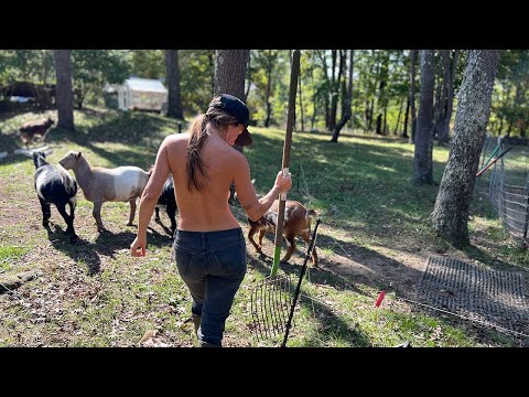 Winter Goat and Chicken Care | Mushroom Harvest | Greenhouse Growing