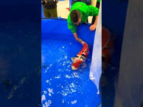 Worlds Largest and Best Koi Fish! ๐ฒ