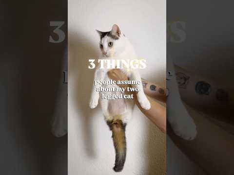 3 things people assume about my two legged cat #cat #twoleggedcat #katze #cute #neko #funnycats
