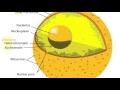 Nuclear Membrane Functions and Structure