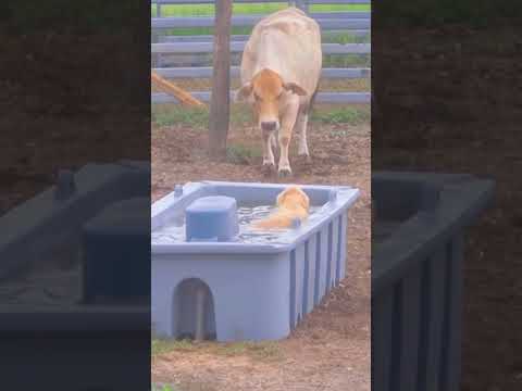 Funny cow #funny #farmanimalct #funnyanimal #funnyvideos #cow #cowvideos