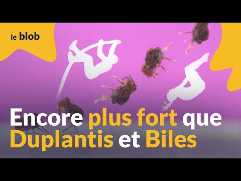 20 saltos par saut : le collembole, cette petite bête championne de saut périlleux | Actu de science