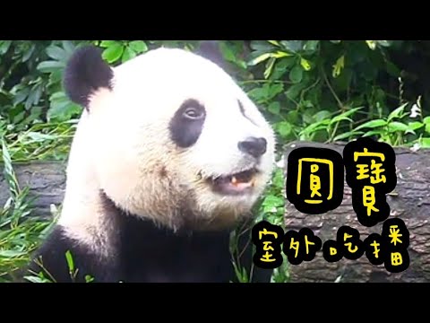 圓寶室外吃播，身邊竹葉一大堆，圓寶挑著吃|熊貓貓熊The Giant Panda Yuan Yuan and Yuan Bao|台北市立動物園