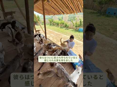 優しい女性が汚れた池を聖域に変えて野良猫たちを救った物語