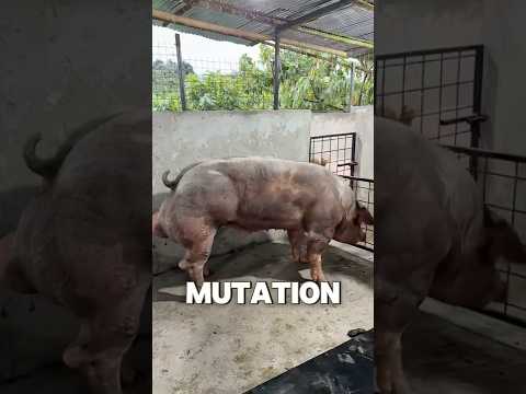 Meet the Real-Life 'Hulk' Animals