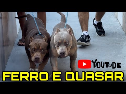 🎨 Último vídeo do FERRO e QUASAR com 4 meses!