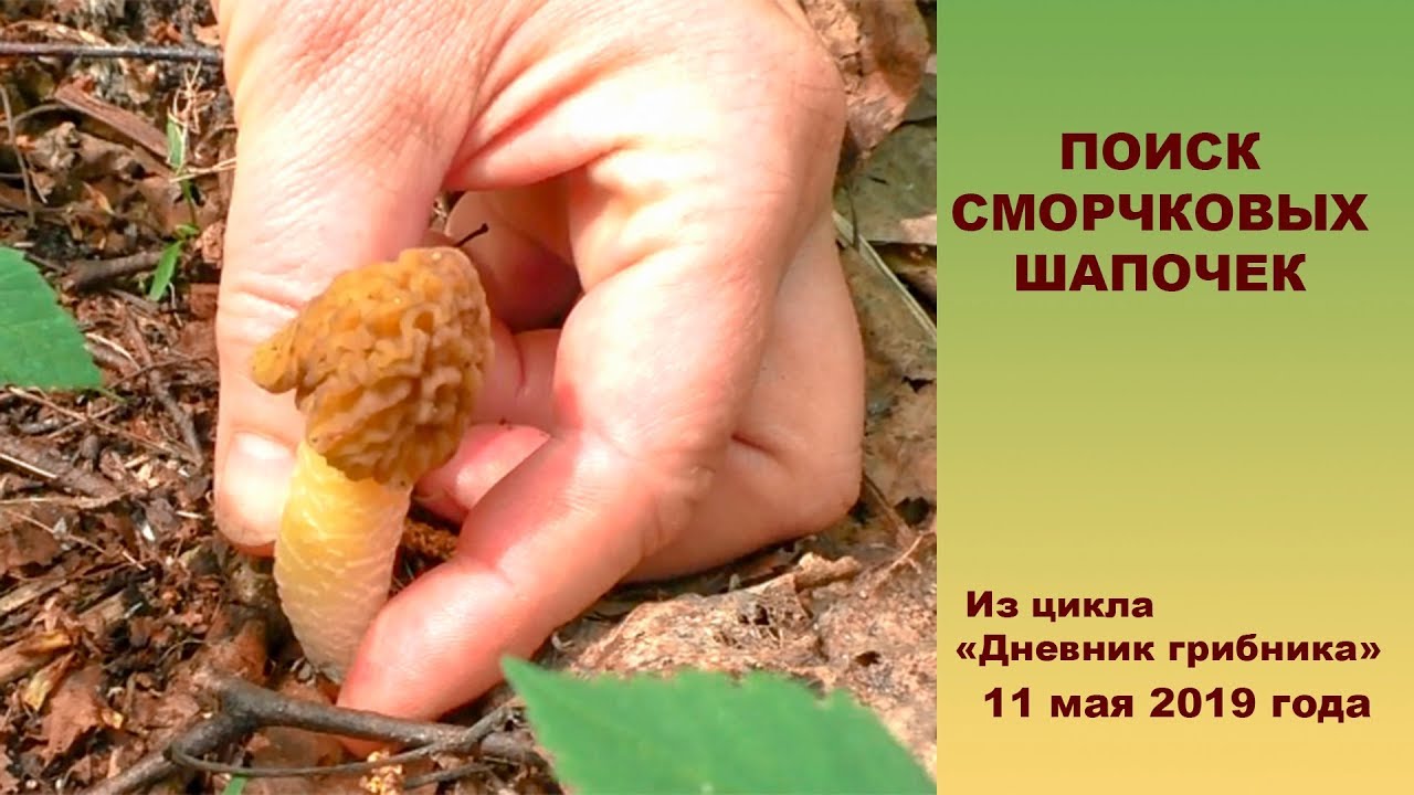 В поисках сморчковых шапочек и других. 11 мая 2019 года