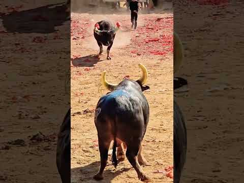 Angry Bulls ๐๐ช #shorts #ytshorts #viralshorts #trendingshorts #bullwar #bullfight #bull #bullshorts