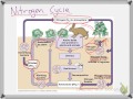 Biogeochemical Cycles and Processes