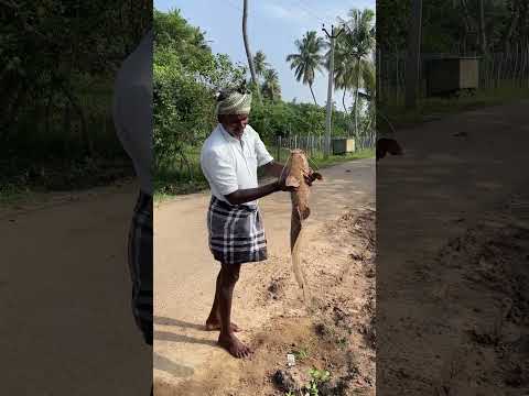 மீனை பார்த்து பயந்தோடும் நாய்! #enathuaran#dog #fishing
