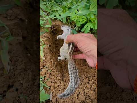 जय श्री राम ,,,,????कॉमेंट में जय श्री राम लिखो#trending #shorts