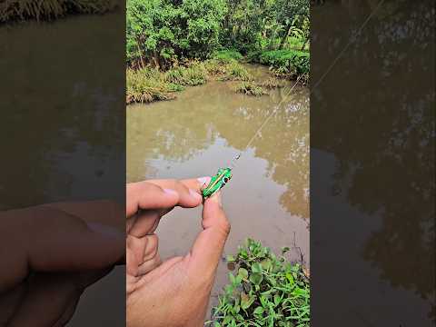 NYELAMETIN SOFT FROG NYANGKUT DI SEMAK RAWA‼️☠️