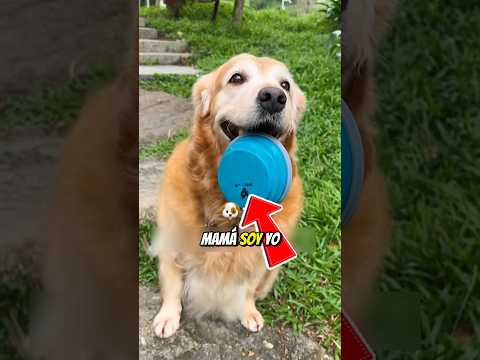 Max fue olvidado por su madre #shorts