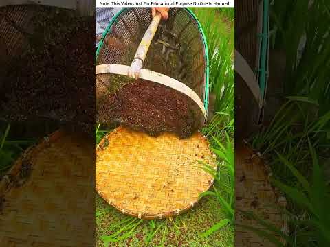 The Clever Woman and Her Fish Net #shortvideo