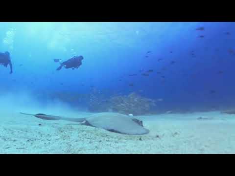 Stingray Buries Itself in Sand as Fish Feed on the Debris