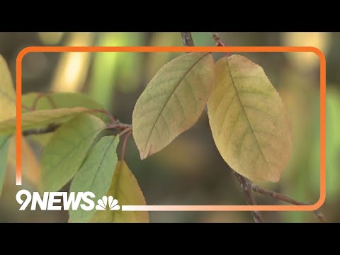 YouTube video thumbnail: Why Are Fall Colors Already Showing up in Colorado?