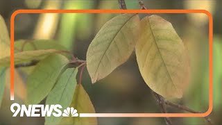 Why are fall colors already showing up in Colorado?