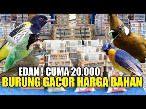 BURUNG HARGA 20 RIBU RASA BURUNG HARGA 5 JUTA, BURUNG GACOR BUKAN BURUNG BISU PANTES JADI REBUTAN