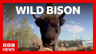 YouTube video thumbnail: Bison Roam Wild in Cumbria for the First Time in 6,000 Years