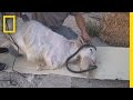 Clothing from Animal Hair