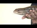 Blue-tongued Skinks and Science Center