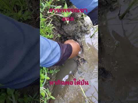 ดึงเเฮงปานนิมันไซร์ใด๋ครับ,,หากินพอใด๋ป่น,,@VAHON999#shorts