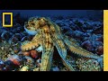 Marine Conservation Efforts and Goals