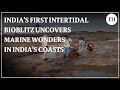 Intertidal Bio Blitz Insights