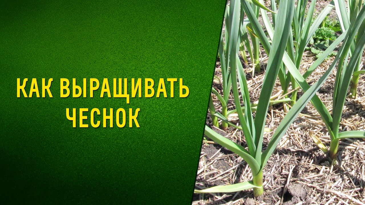 Как вырастить хороший чеснок