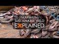 Understanding Maximum Sustainable Yield