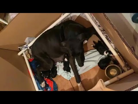 Great Dane Mama Riley is giving birth now! Mother dog giving birth to puppies.. Dog labor!